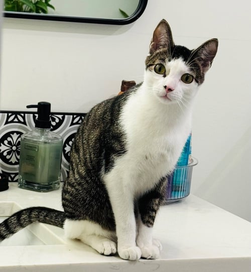 FLOKI - Domestic Short Hair available for adoption