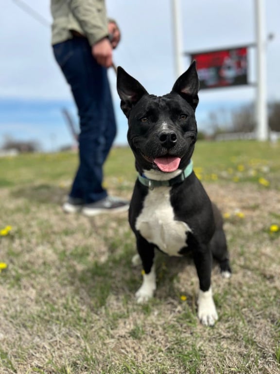 Marcy Image