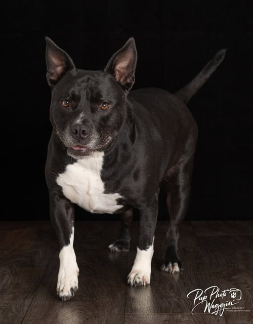 MARCY - Labrador Retriever / Pit Bull Terrier available for adoption