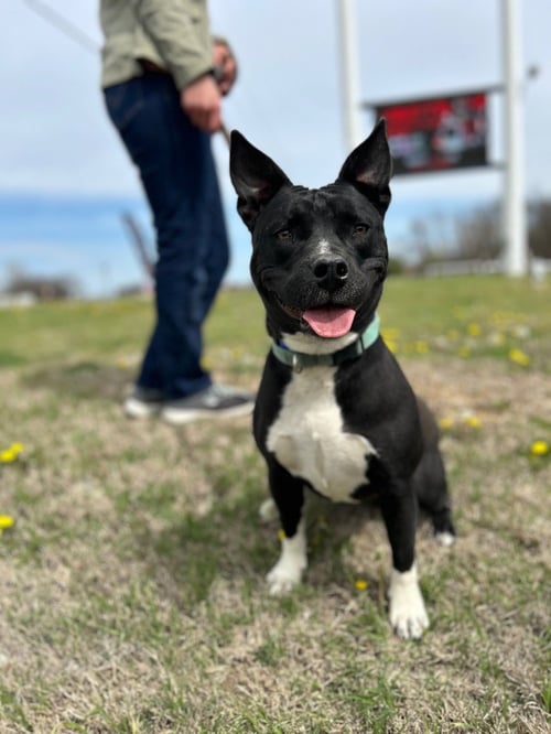 MARCY - Labrador Retriever / Pit Bull Terrier available for adoption