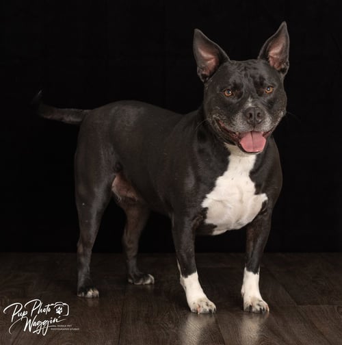 MARCY - Labrador Retriever / Pit Bull Terrier available for adoption