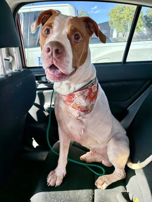MONEY - Pit Bull Terrier / Hound available for adoption