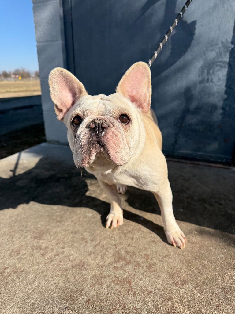 CUPCAKE - French Bulldog available for adoption