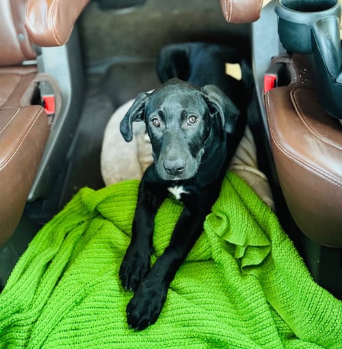 PHYLLIS - Labrador Retriever / Pit Bull Terrier available for adoption