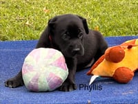 Phyllis - Photo 3