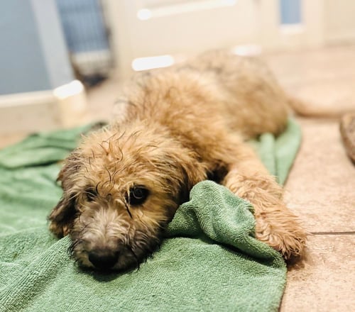 DAWSON - Poodle (unknown type) / Australian Kelpie available for adoption