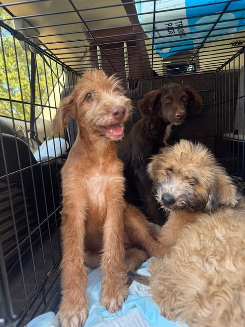 DAWSON - Poodle (unknown type) / Australian Kelpie available for adoption