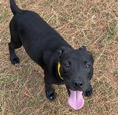 BUFFY THE VAMPIRE SLAYER - Labrador Retriever available for adoption