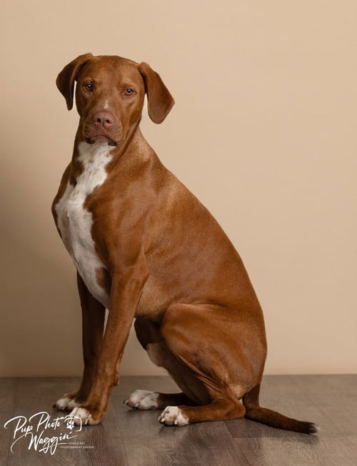 WINSTON - Hound available for adoption