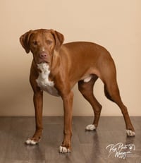 Winston - Photo 2