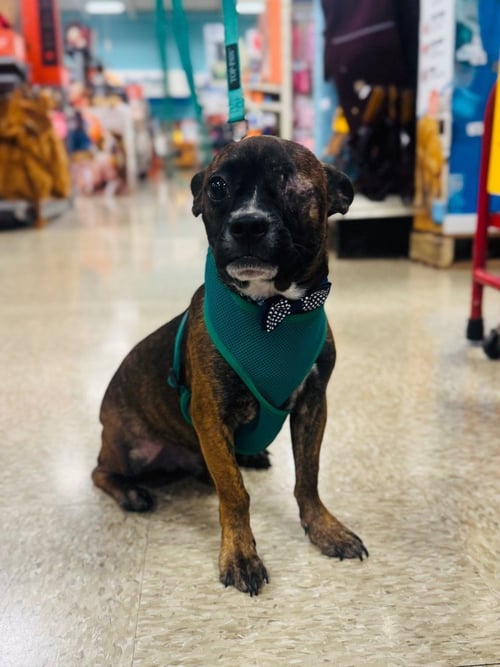 COOKIE - Boston Terrier / Terrier available for adoption