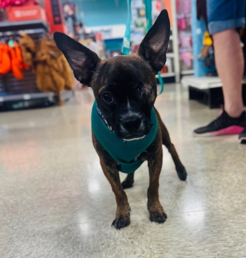 COOKIE - Boston Terrier / Terrier available for adoption