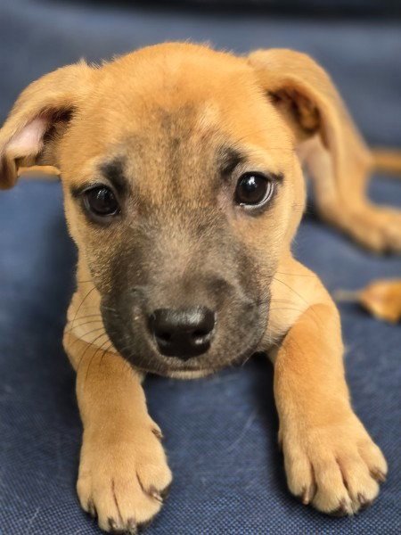 CORAL - Terrier available for adoption