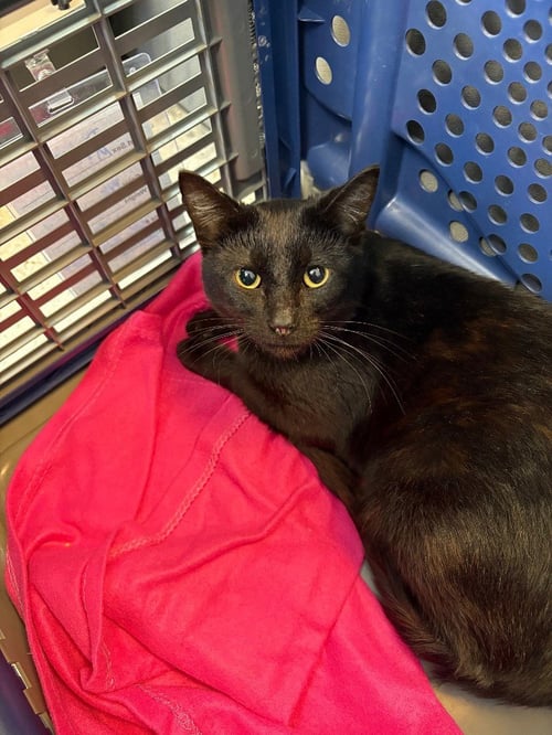 DUNKIN - Domestic Short Hair available for adoption