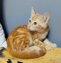 Winnie - Photo 1