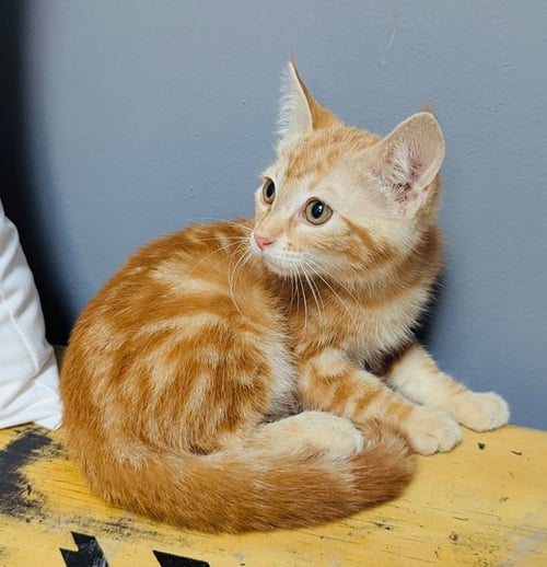 WINNIE - Domestic Short Hair available for adoption