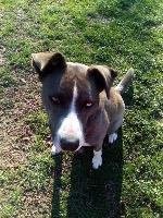 BARKLEE - Husky available for adoption