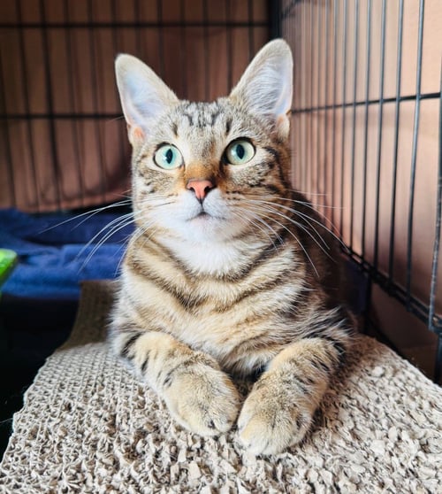 CELESTE - Domestic Short Hair available for adoption
