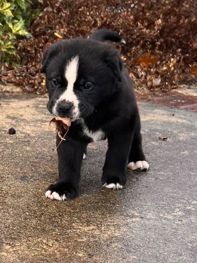 OWEN - Labrador Retriever / Shepherd available for adoption