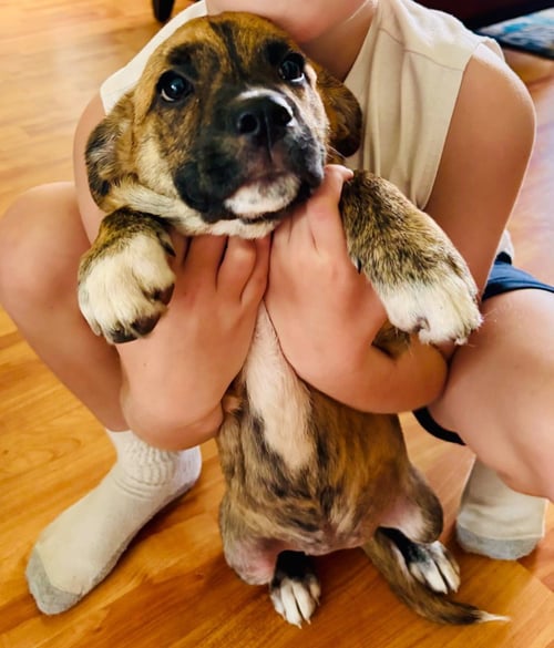 FRANKIE - Plott Hound / Pit Bull Terrier available for adoption