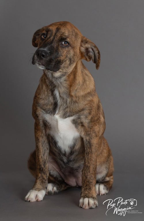 FRANKIE