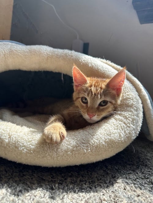 MANGO (MING MING) - Domestic Short Hair available for adoption