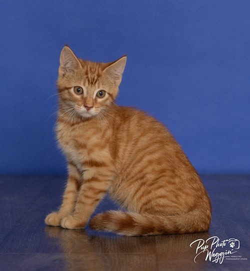 MANGO (MING MING) - Domestic Short Hair available for adoption