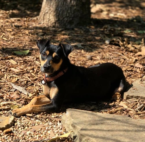 WINDY - Terrier / Miniature Pinscher available for adoption