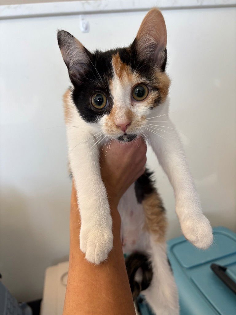 MAVIS - Calico available for adoption