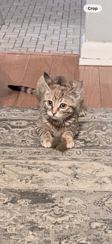BRIENNE - Domestic Short Hair available for adoption