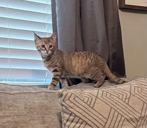 BRIENNE - Domestic Short Hair available for adoption