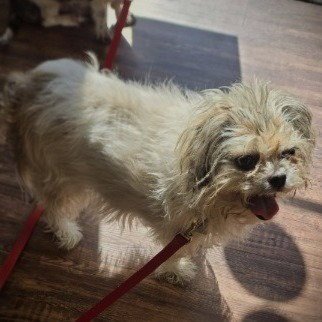 EMMY LOU - Shih Tzu available for adoption