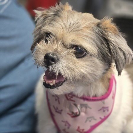 EMMY LOU - Shih Tzu available for adoption