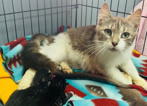 DOVE - Domestic Medium Hair available for adoption