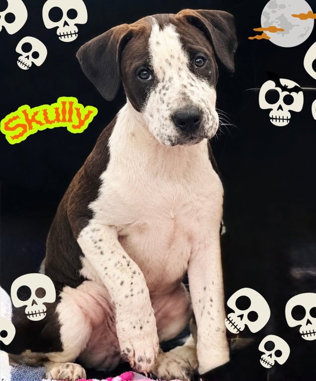Skully Image