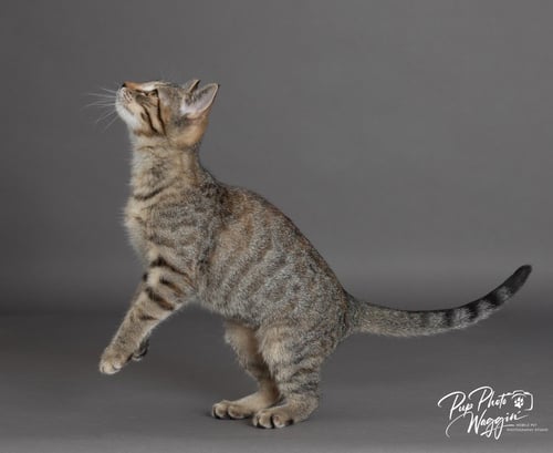 MONOPOLY - Domestic Short Hair available for adoption