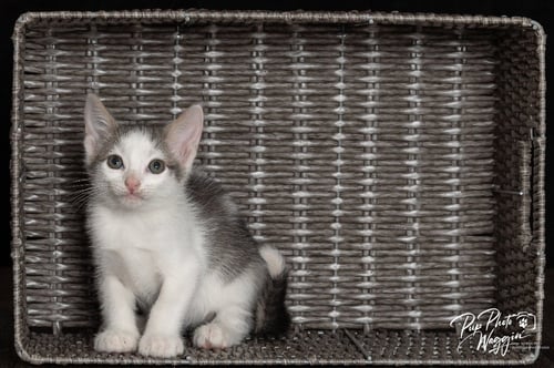 TREVOR - Domestic Short Hair available for adoption