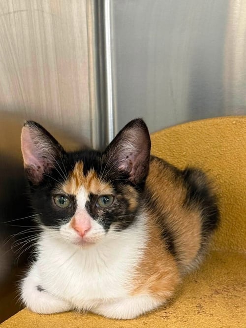 ESME - Domestic Short Hair available for adoption