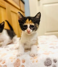 Esme - Photo 2
