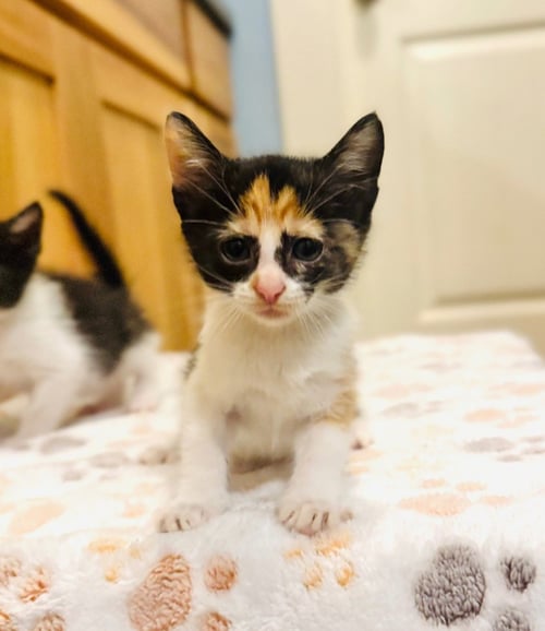 ESME - Domestic Short Hair available for adoption