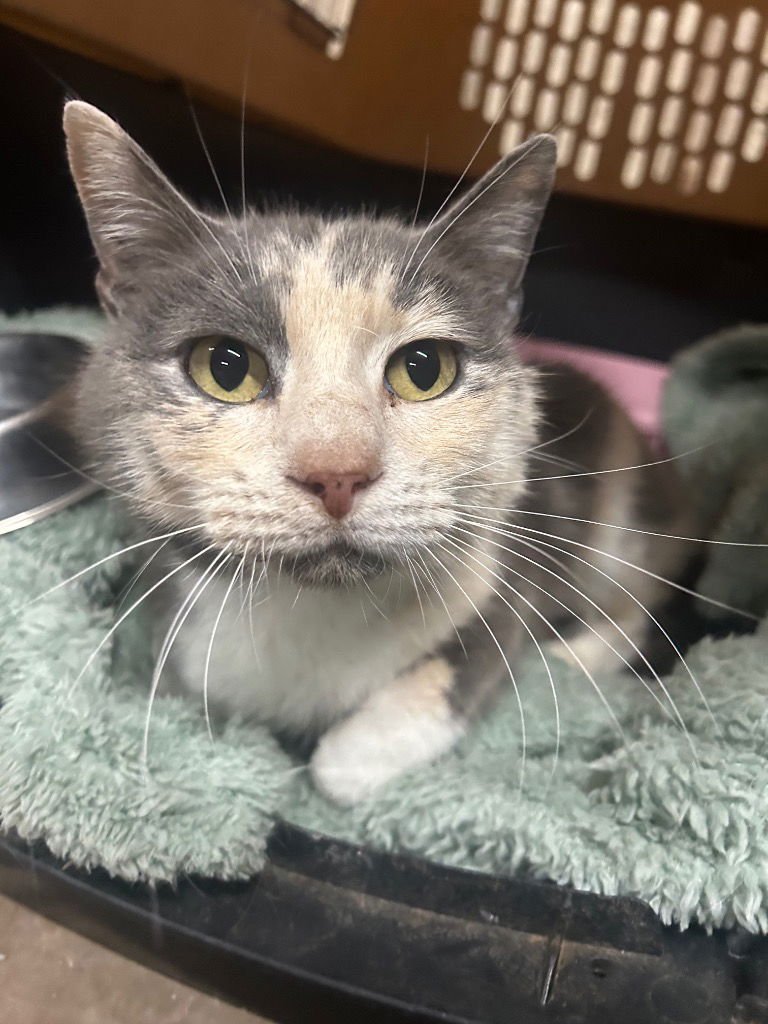 ROXIE - Domestic Short Hair available for adoption