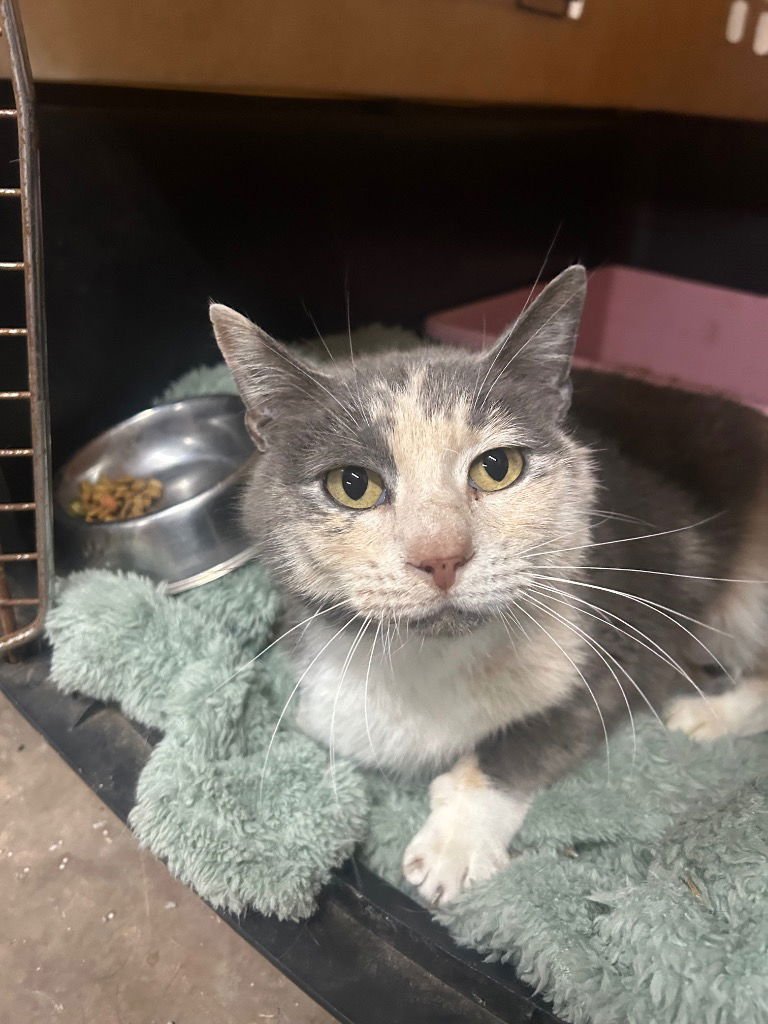 ROXIE - Domestic Short Hair available for adoption