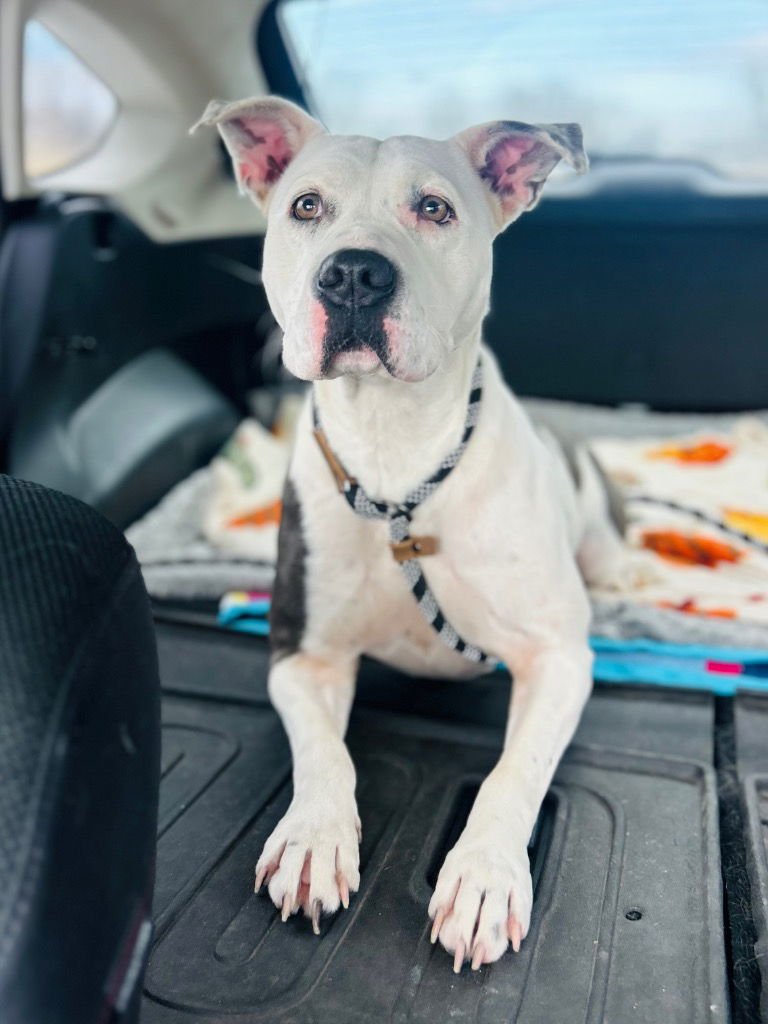 VADA - Pit Bull Terrier / Labrador Retriever available for adoption