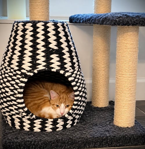 BOB - Domestic Short Hair available for adoption