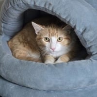 Bob - Photo 1