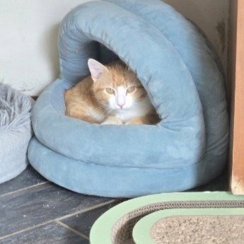 BOB - Domestic Short Hair available for adoption