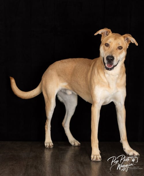 HANK (FNA TOBY) - Anatolian Shepherd / Shepherd available for adoption