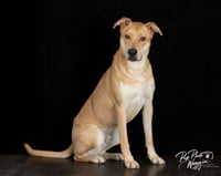 Hank (FNA Toby) - Photo 2