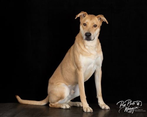 HANK (FNA TOBY) - Anatolian Shepherd / Shepherd available for adoption