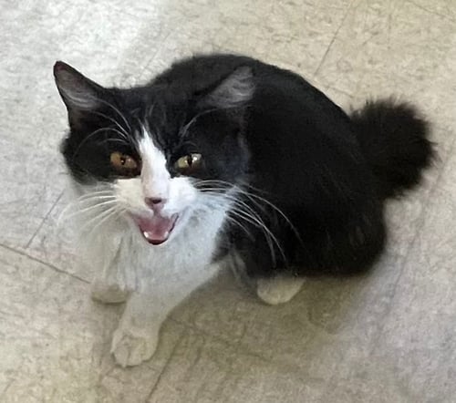 BUNNY - Manx available for adoption